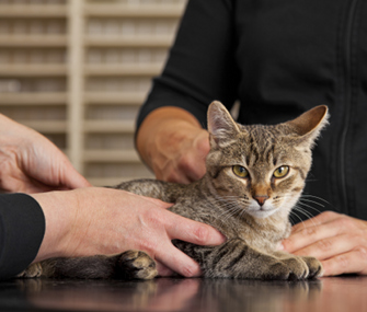 如何在家里给你的猫做健康检查？
